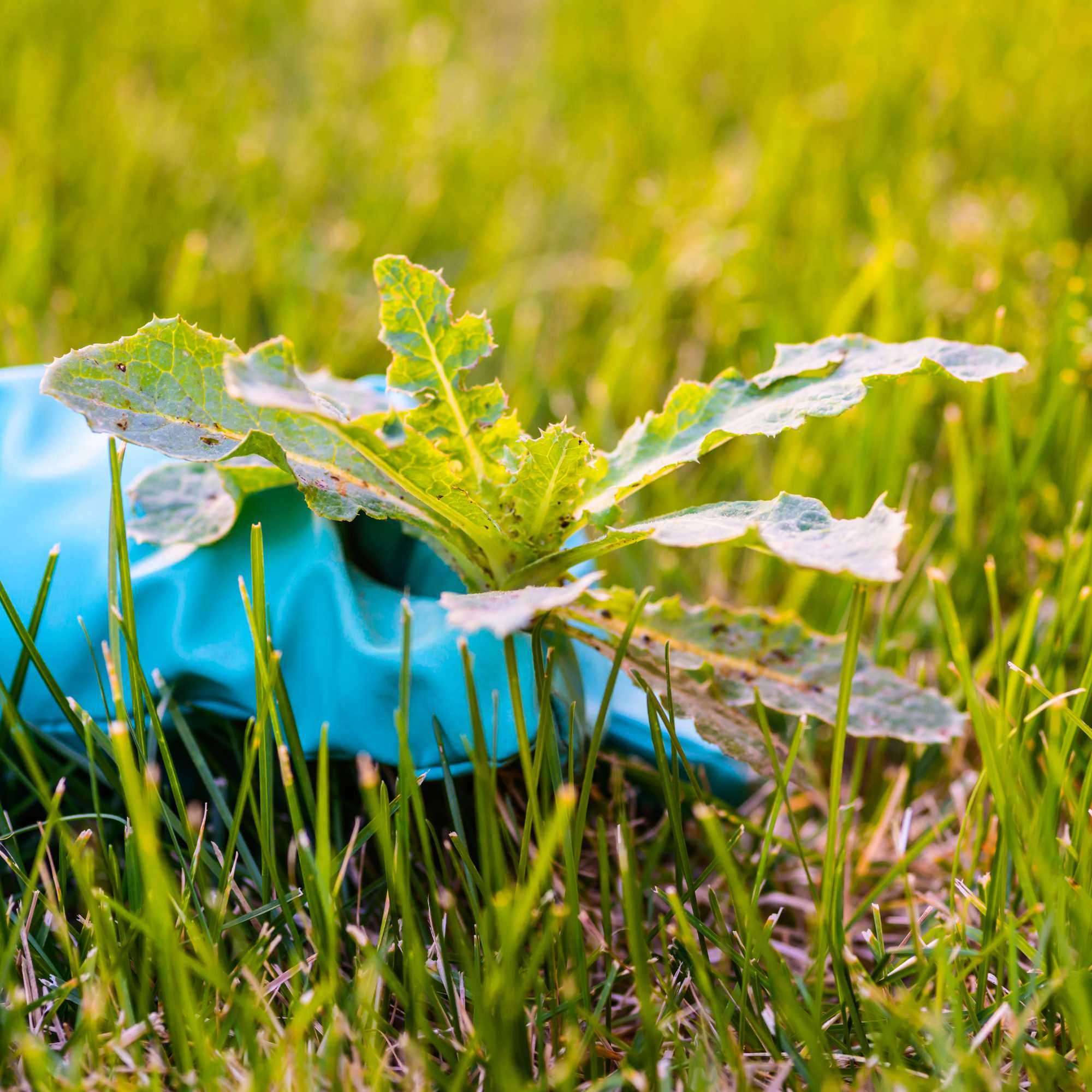 Poisoning & Weed Removal